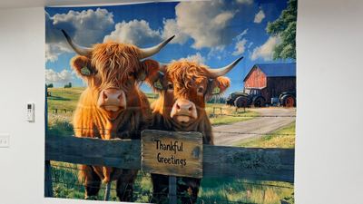 Cows